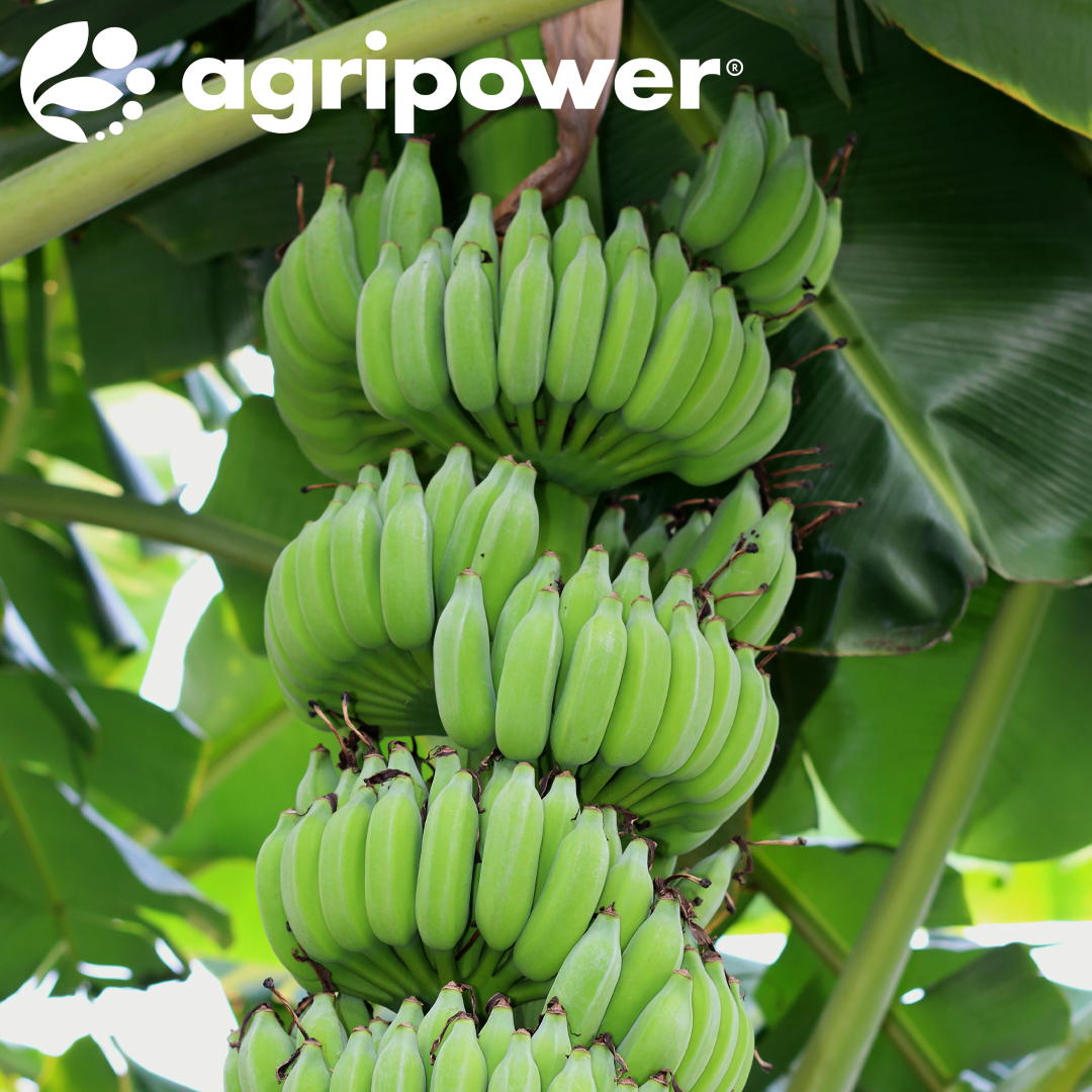 Agripower Australia tweet media