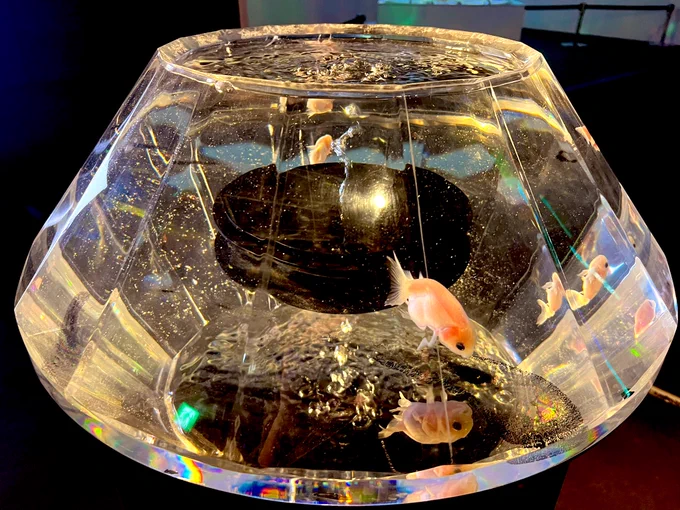 奈良県民なので金魚を愛でています