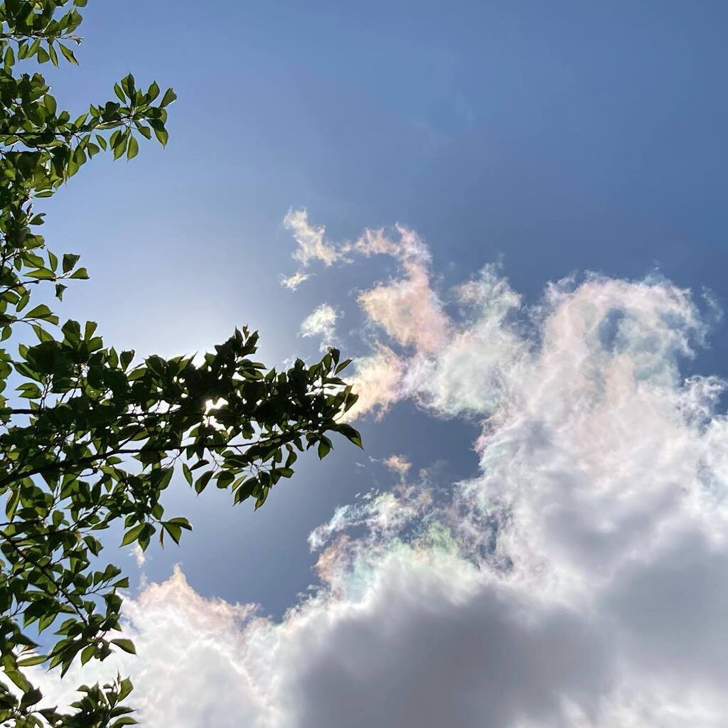 taecomw's tweet photo. 久しぶりの彩雲。
葉っぱは桜の木。
#彩雲 #glowingcloud
#天気の図鑑
#なんかいいごどあるべが?
#あどねるばりだども🤣
#夜勤明けの昼 https://t.co/knLvJZxhbA