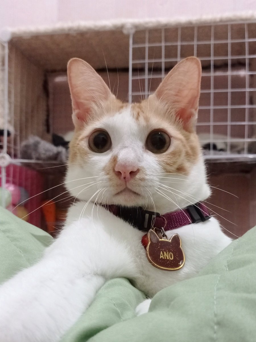 KochengFess v2 on Twitter: "🐈‍⬛ Emang boleh ya se jawa ini -suyano"