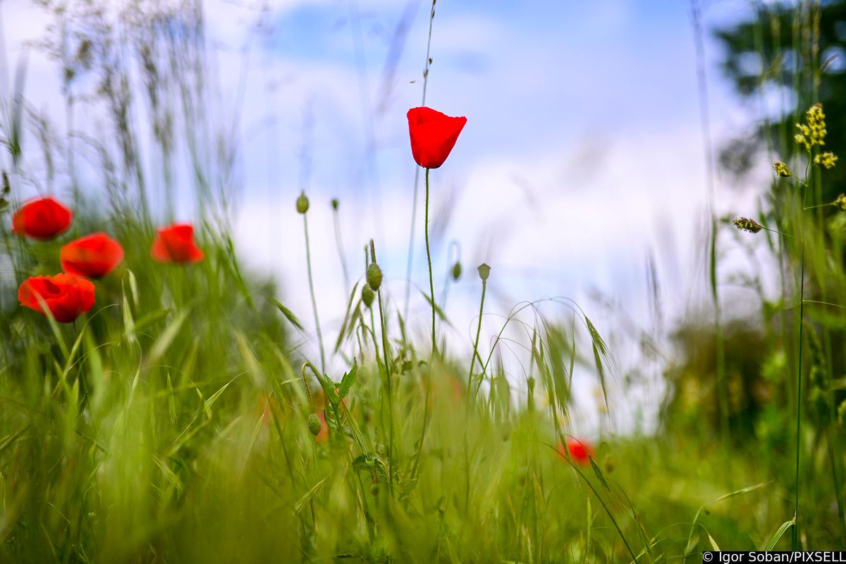 Dobro jutro / Good Morning / Guten Morgen 🌞 

📸 Igor Šoban/PIXSELL
#goodmorning #morning #caosvima #jutro #dobrojutro #Travel  #PHOTOS #PhotographyIsArt #photoofthedays #croatia #zagreb #puppy #mak #cvijet #flower