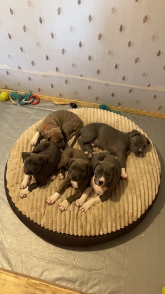 American Bully
petpost.ca/pets/dogs-pupp…