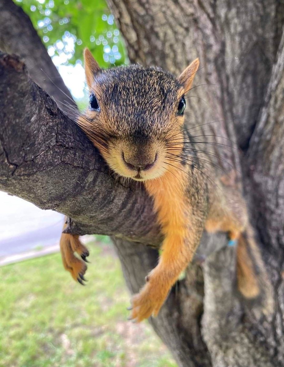 cutesquirrel/nature…🌳🐿️🎶
🤎🎈🤎🎈🤎
