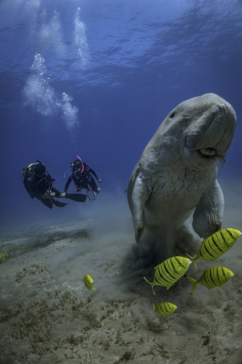 PADI's tweet image. Did you know that #dugongs are actually related to elephants? 🐘 Both species belong to the group of mammals called "Sirenia." Despite living in water, dugongs have evolved from land-dwelling animals. 💚

Discover where you can dive with dugongs 👉🏼 padi.co/t5nn6b