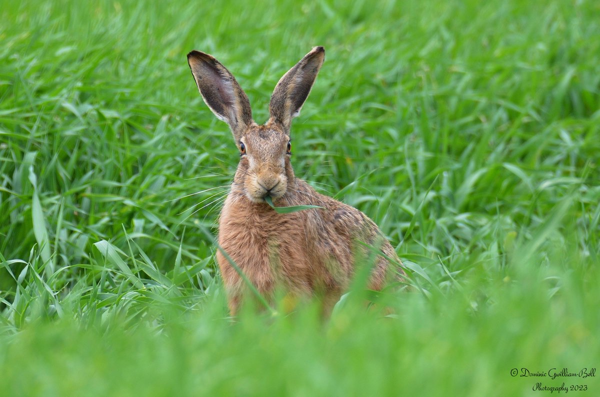 Hare out in the #countryside on farmland #fields in #Norfolk