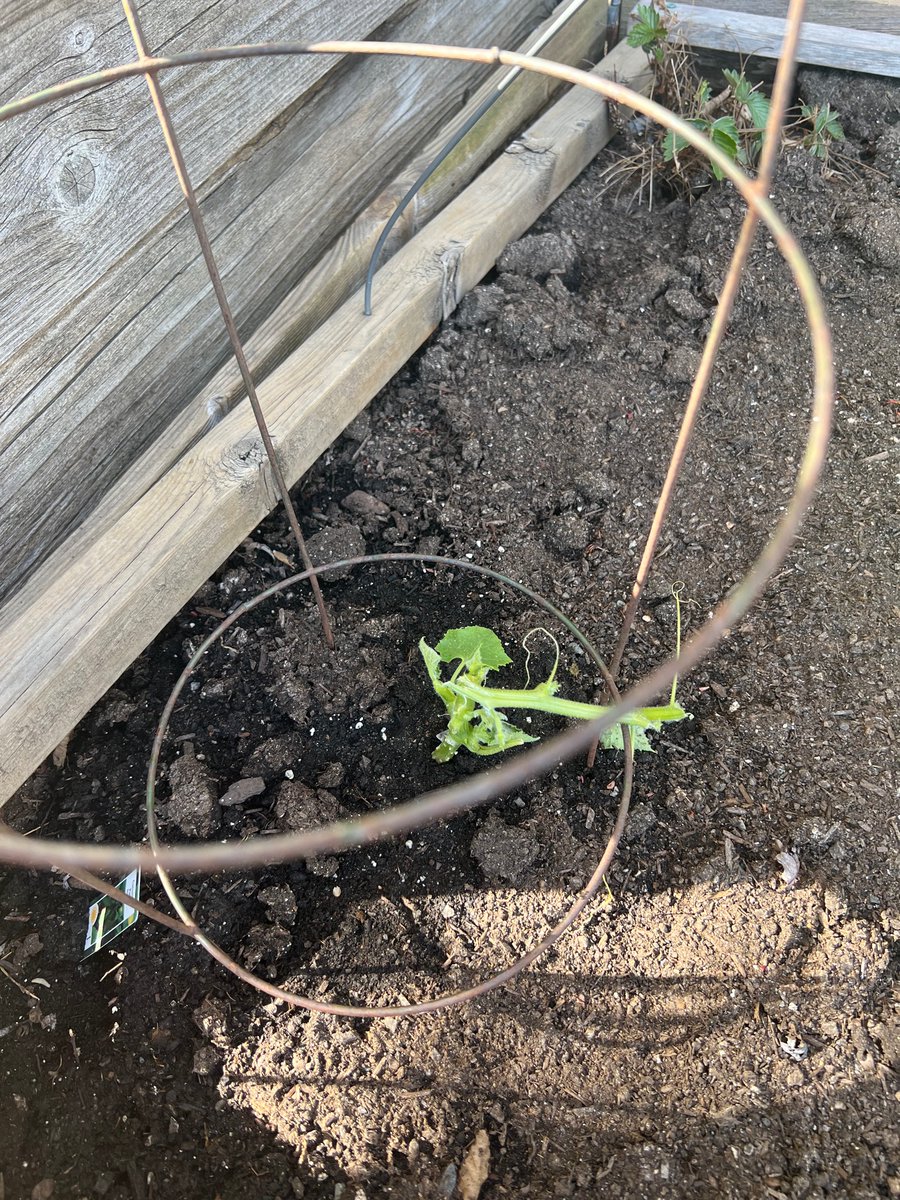 Marie Haddad tweet media