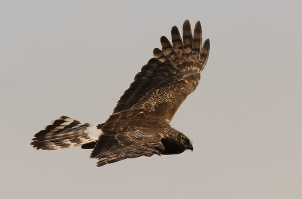 New scientific paper confirms ongoing &amp; widespread hen harrier persecution on UK grouse moors.

Study found on average young birds survive only 4 months before being killed.

New blog ⬇️⬇️
raptorpersecutionuk.org/2023/05/11/new…