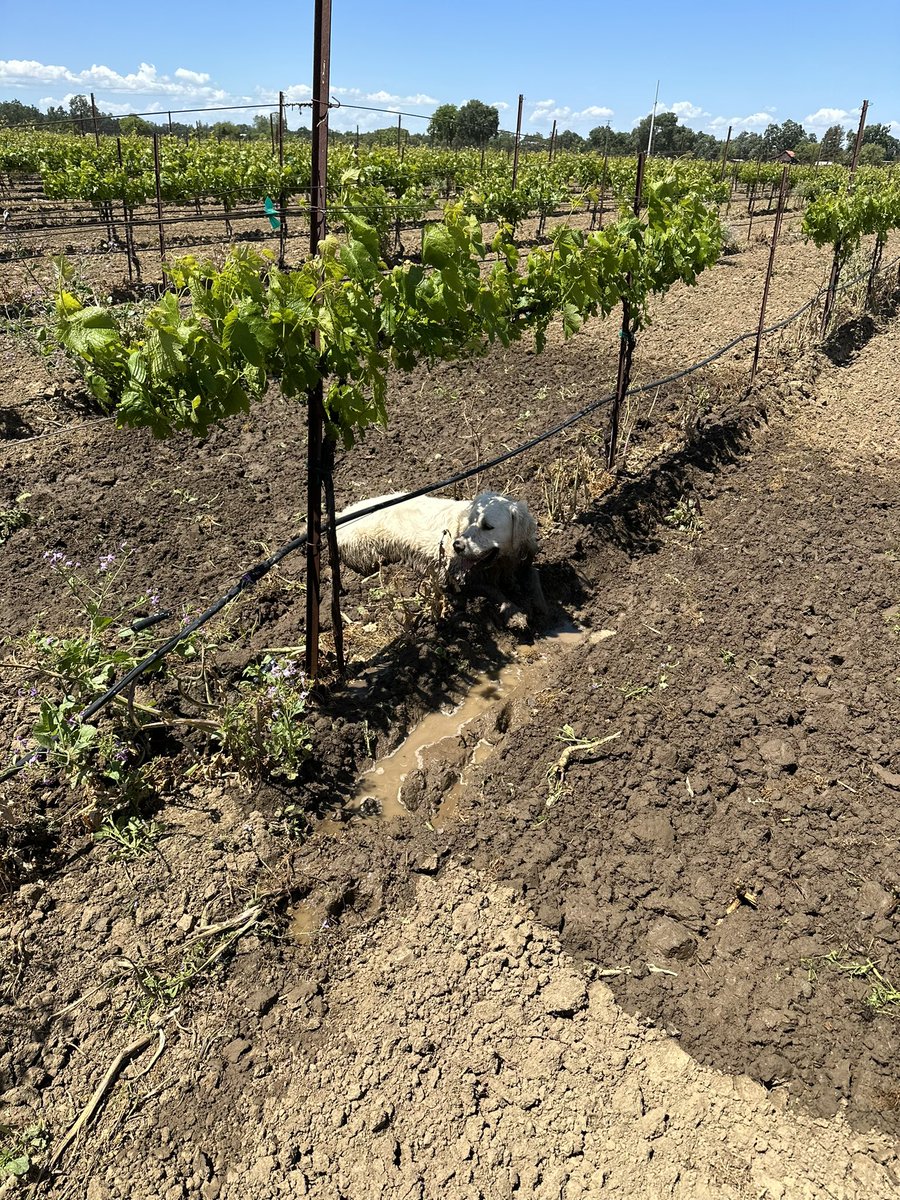 Low tech irrigation leak detector. Why pay for fancy services ? Get a golden retriever !