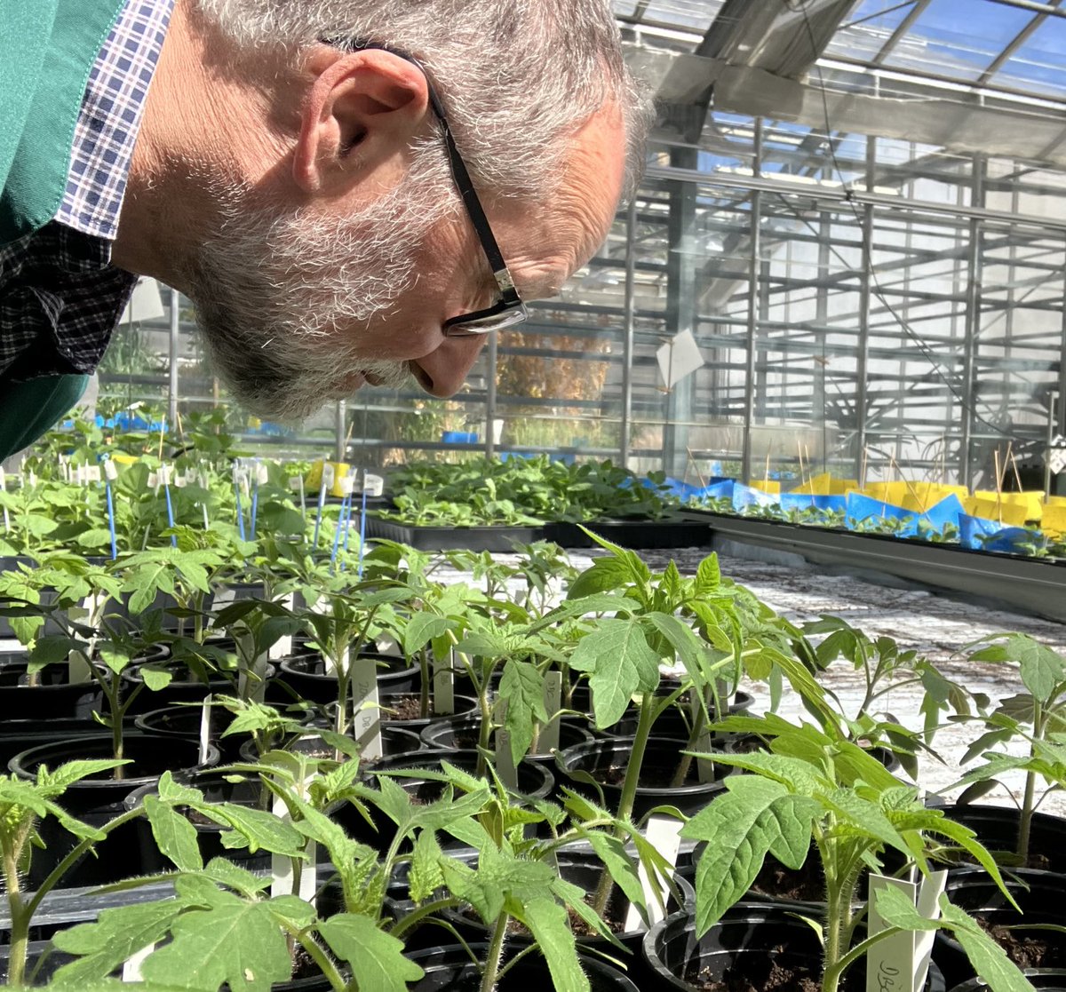 Checking the tomatoes… practical in plant pathology with Fusarium oxysporum #plantHealthWeek