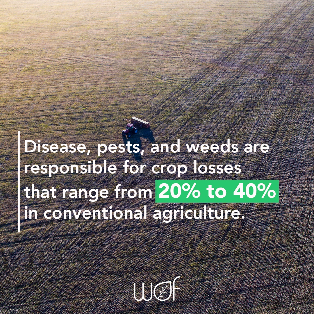 wof_agritech's tweet photo. Vertical farms offer a solution through the use of agricultural technologies that promote optimal crop growth and care under controlled conditions. These conditions create a barrier that results in healthier and safer produce. https://t.co/9VkUsFOAMH