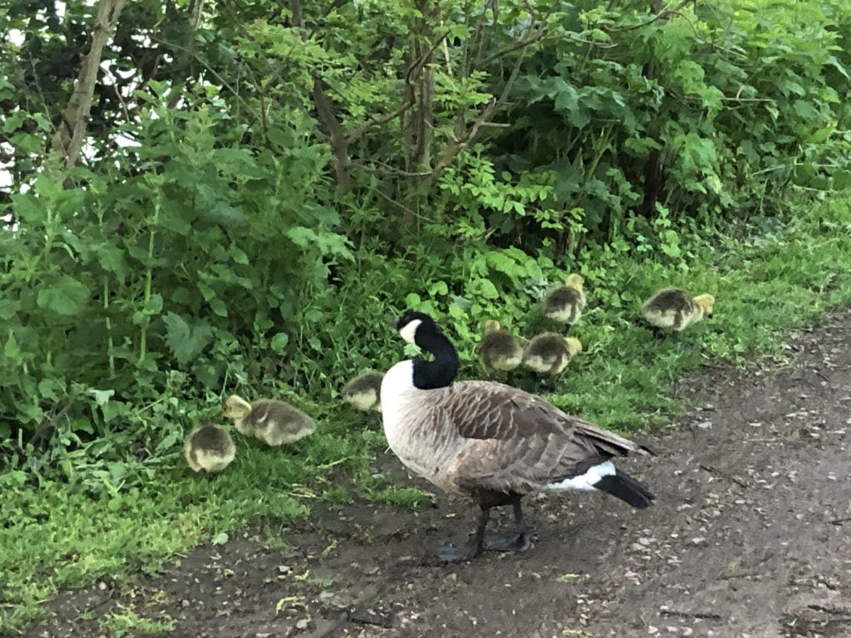 KathEvans2's tweet image. Family outing …
#EarlyRunning #nhs1000miles