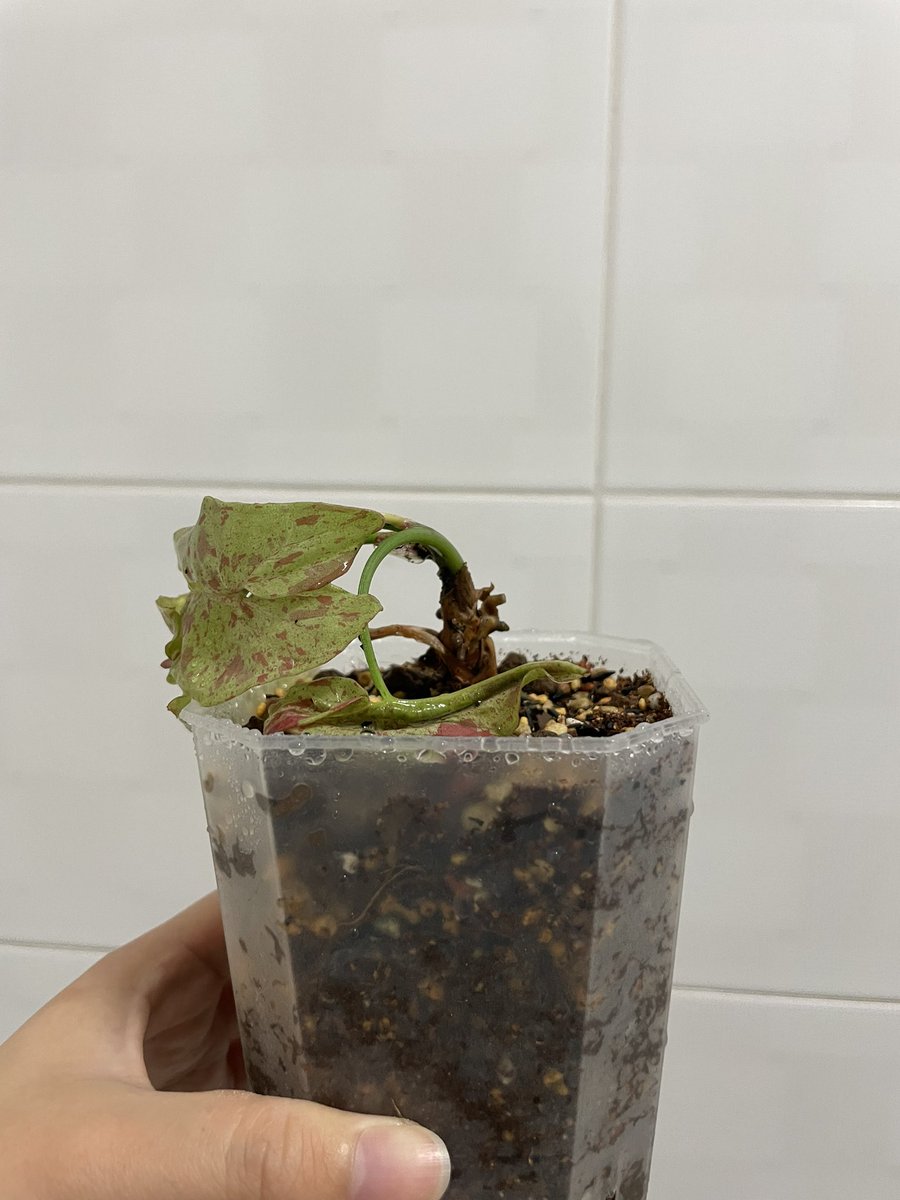 먼길 오느라 택배에서 구르고 눌린😭😭
기다려주면 다시 올라 올 수 있을까요!