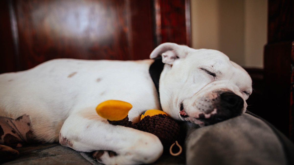 sage_s65739624's tweet photo. Playing dead is a #clever_dog_trick. Even though it's not as crucial as #training your #dog to comply with orders like "sit and "stay," it may nonetheless be an enjoyable pastime both for the dog and the spectators. #Train_a_Dog_to_Act_Dead #Dog_Training
https://t.co/EQxpQ78J5j https://t.co/MPtTV609dM