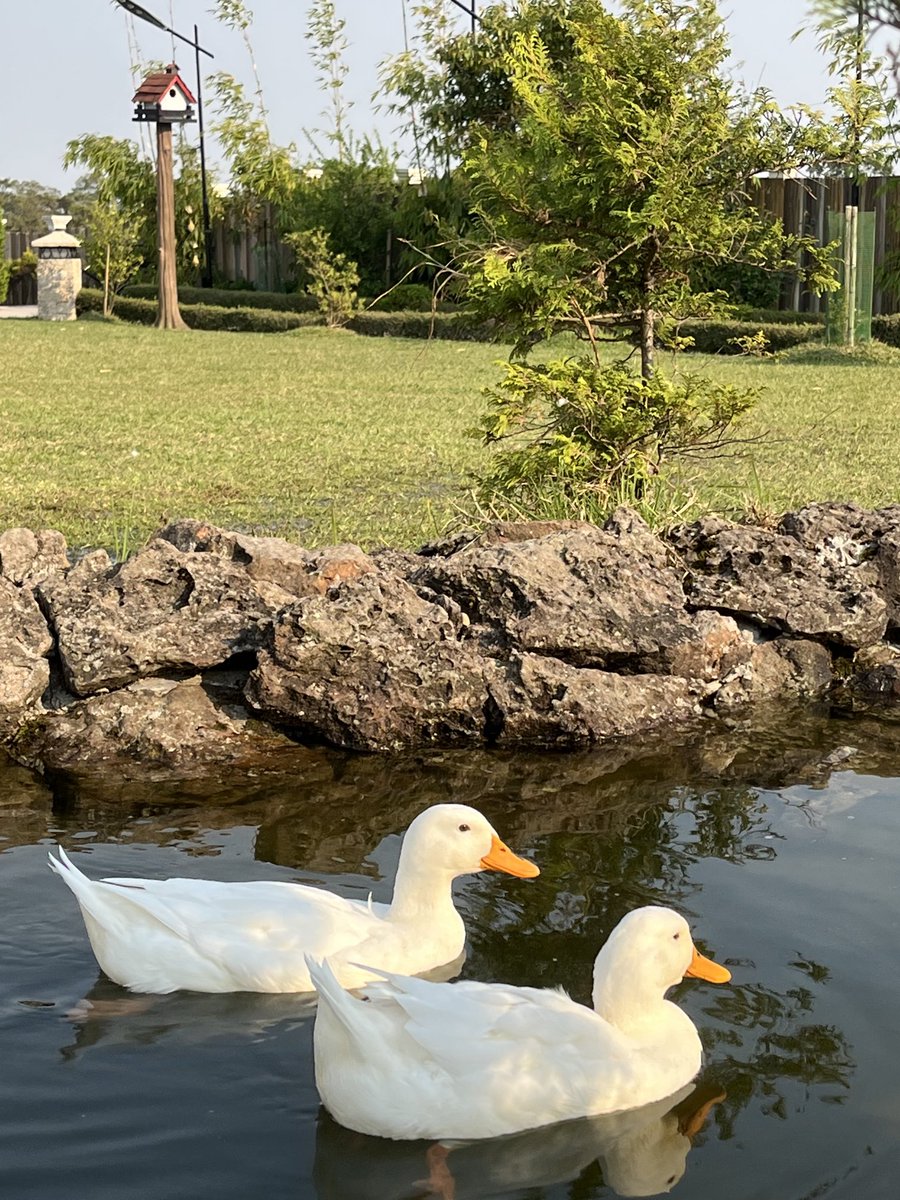 Duck Ducks from Jeeva Resorts #Cherapunjee They were just too shiny and playful #Mobileclick #Birds #Nature #Thephotohour #Thestormhour