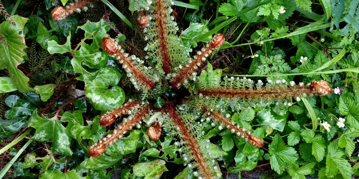 TrinityExeter's tweet image. We give thanks for creation. We give thanks we are known by and can know the creator.