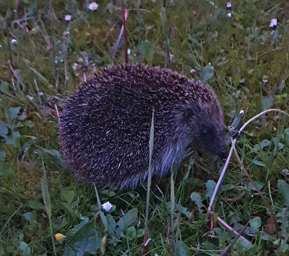 De egels worden ook weer actief in de tuin.