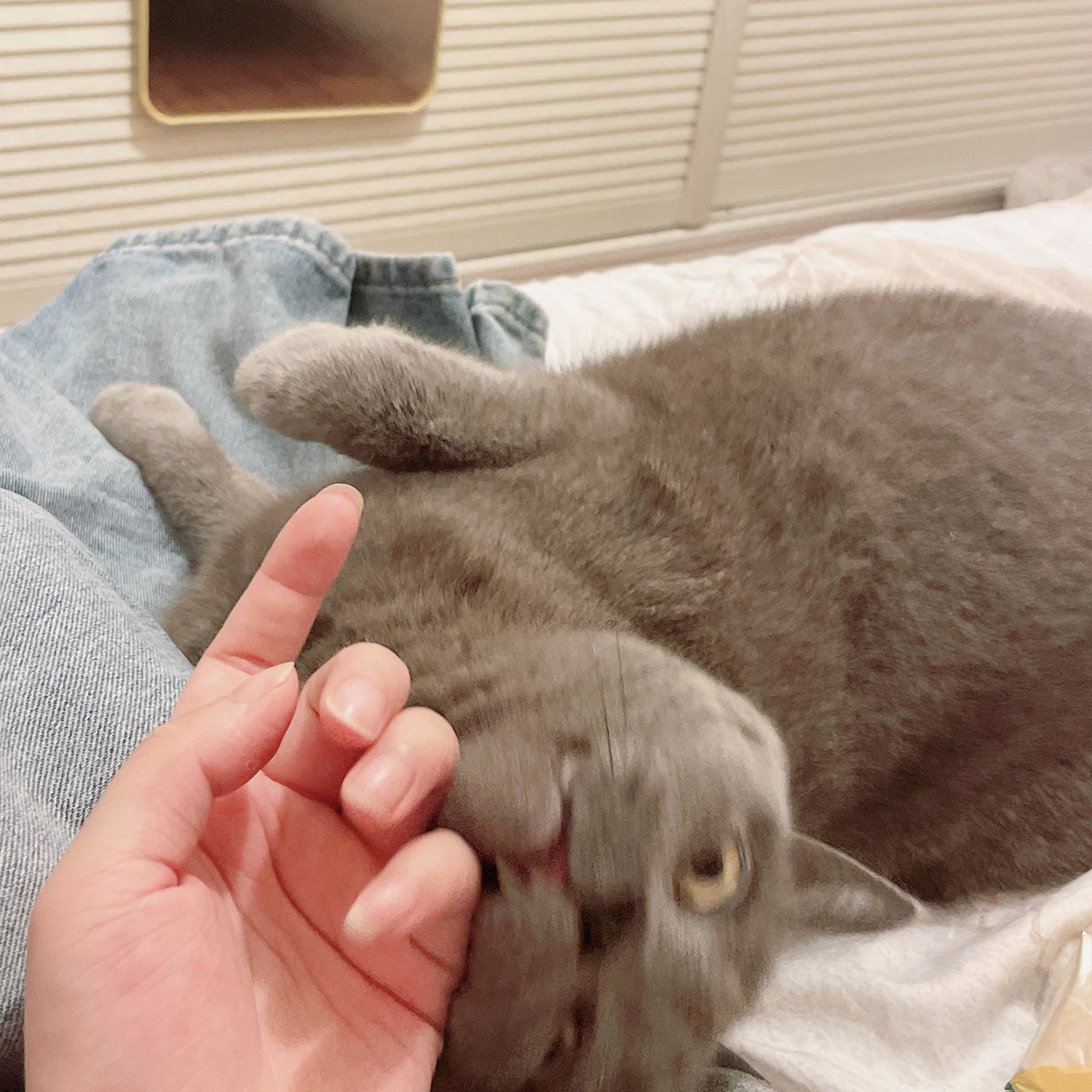 我家猫猫可爱起来要了我的老命 https://t.co/iWZutJhopA