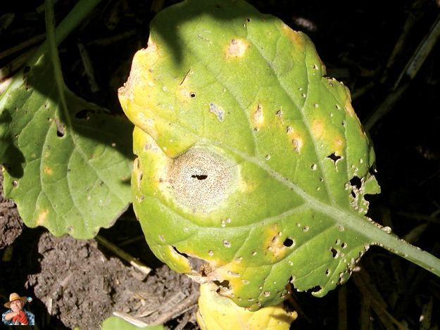 potatosystem1's tweet image. BlackRingSpot: Understanding the Impact of Leptosphaeria maculans on Cruciferous Crops
#PlantDisease #FungalPathogens #CropLoss #DiseaseResistance #Agriculture #CropManagement Leptosphaeria maculans, also known as blackleg fungus, is a major fungal path...
vegetables.news/blackringspot-…
