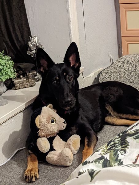 AdoptionsUk's tweet photo. Please retweet to help Molly find a home #CUMBRIA #UK  

Aged 4, friendly, active German Shepherd. She can live with children aged 10+. 
Please contact the shelter for more information. 

DETAILS or APPLY👇
https://t.co/AQJg5DehlO #GermanShepherd #GSD #dogs #Alsatian #pets https://t.co/HBPhn6u61F