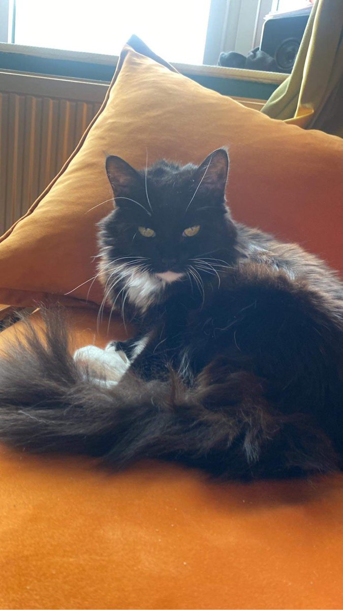 How my cat wakes up from her nap is so glamorous.