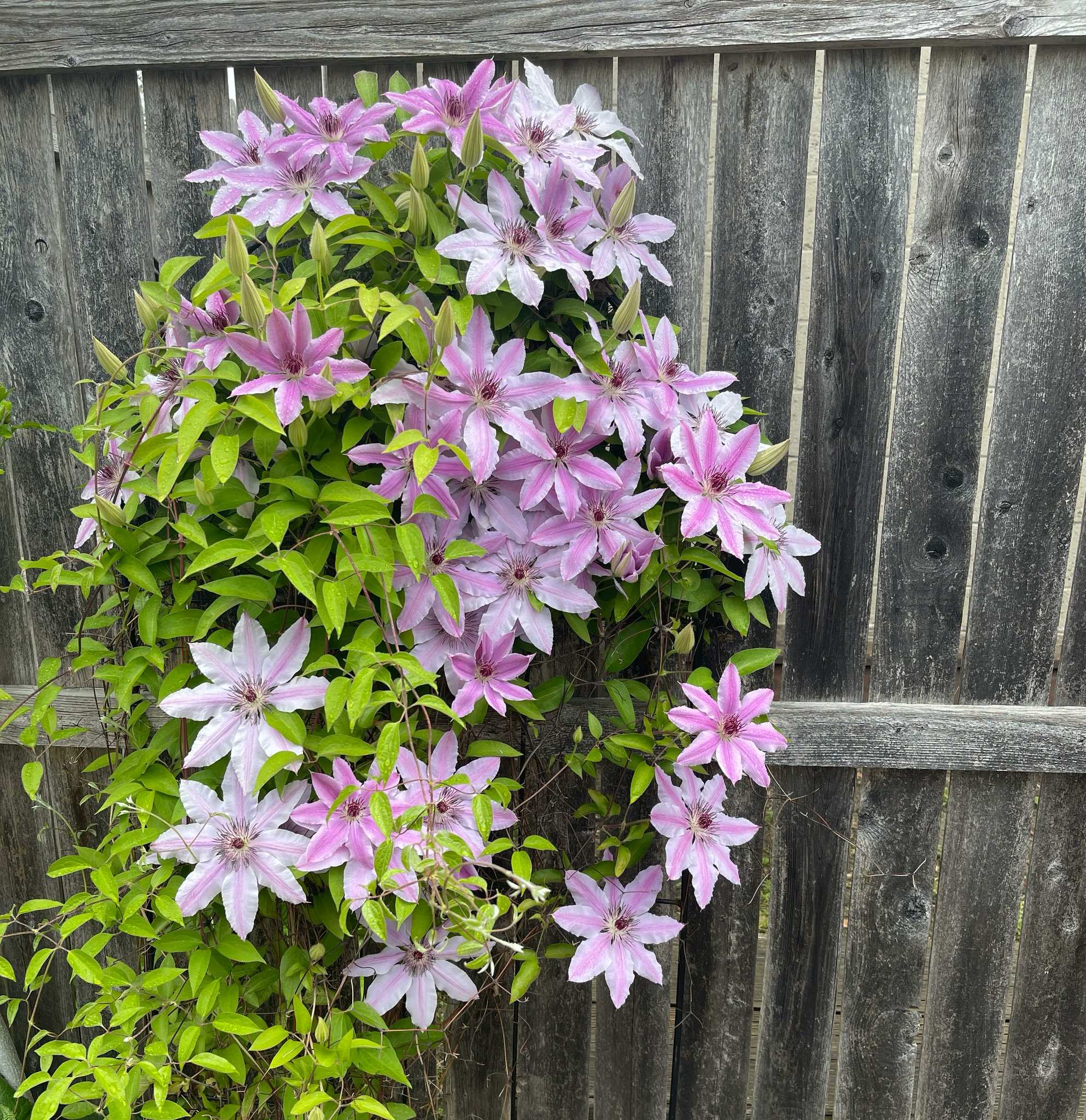 91.3 WYEP on Twitter "April showers are over and May flowers are a