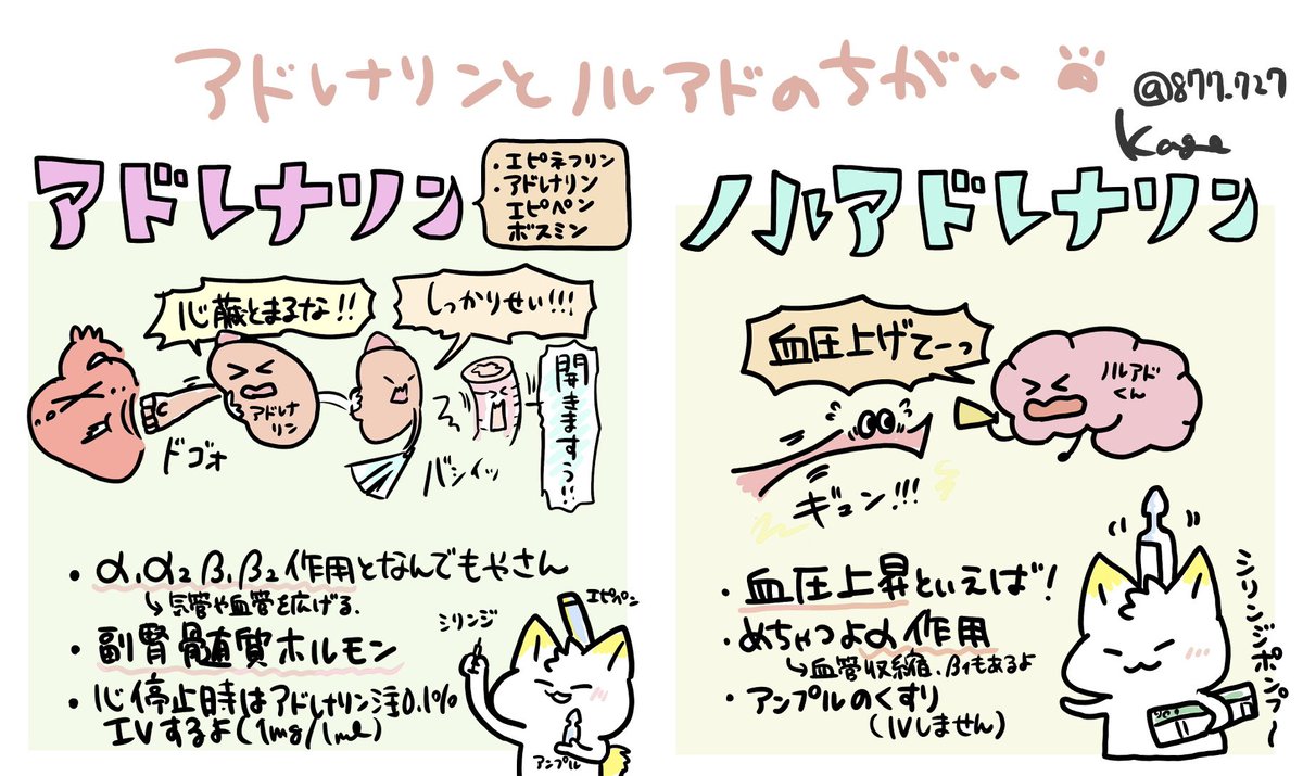 【アドレナリンとノルアドレナリンのちがいメモ】
・アドレナリンは副腎髄質で分泌される。いろいろなところに作用される(心停止時、アナフィラキシーショック時)
・ノルアドレナリンは神経伝達物質として分泌される。血管収縮作用がメイン(血圧を上げたい)