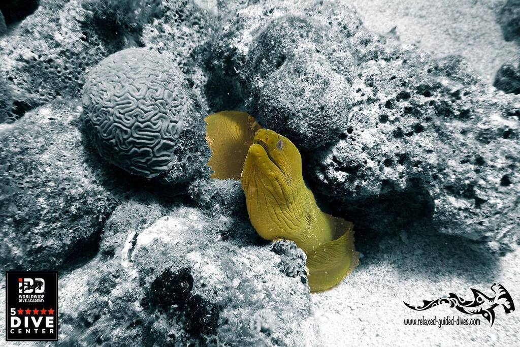 Not everything is black and white…😎🇨🇼🏝#scuba #scubadiving #relaxedguideddives #travel #explore #discover #curacao #fun #duiken #tauchen #diving #tripadvisor #cressi #oceanreef  #destination #openwaterdiver #duikeninbeeld #besttravel #todo #adventure … instagr.am/p/CsGVMJ0OlQo/