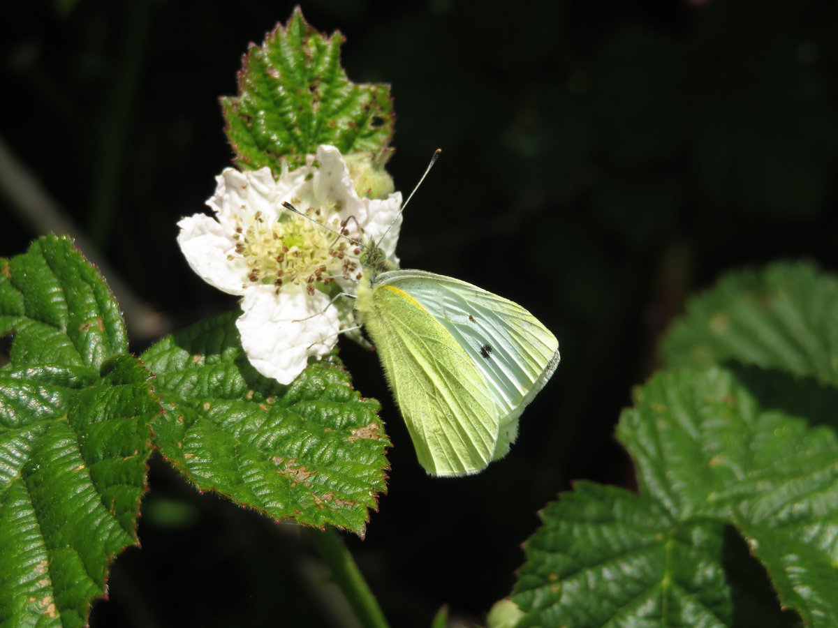 MDSuperCluster's tweet image. Records are flooding in!
Across Martin Down &amp;amp; Allenford #FarmerCluster (2/3 MDSupercluster) we have 3 long standing Pollard Walks @UKBMSLive surveyed wkly from 1/4 - 29/9 &amp;amp; 12 @WCBSLive surveying two parallel 1km long transects subdivided into 10 sections in June&amp;amp;July
#DataIsKey