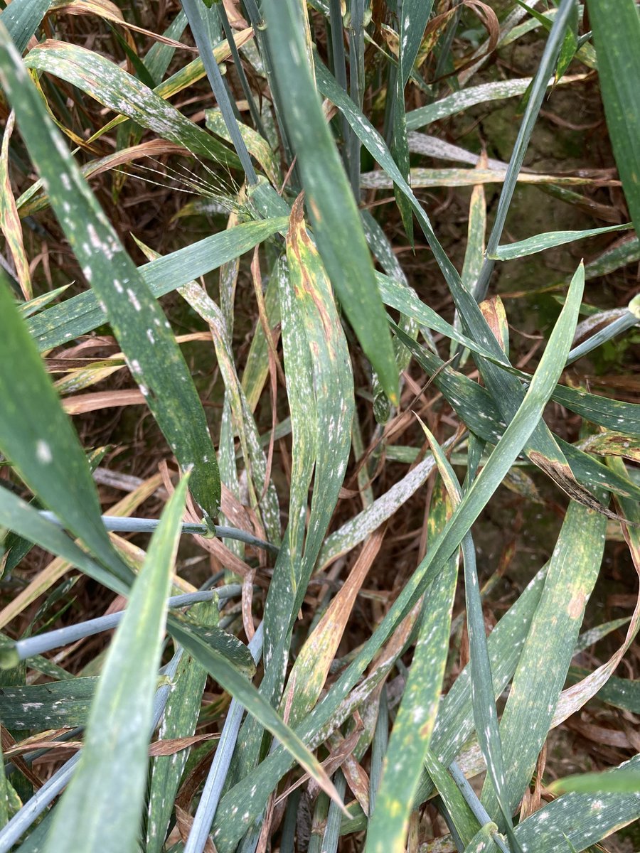 Humidité 🌧️ + chaleur ☀️ = maladies 🦠
La septoriose explose dans les expérimentations sans traitement #bledur