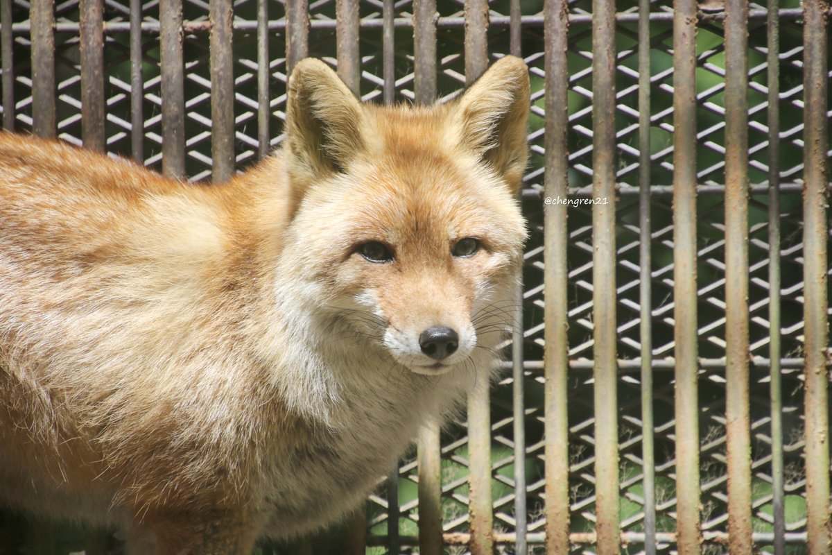 chengren21's tweet photo. 隅っこが好きなコンタくんと小屋の上が好きなゴンタくん #とくしま動物園 #ホンドギツネ https://t.co/s2o3zVsudL