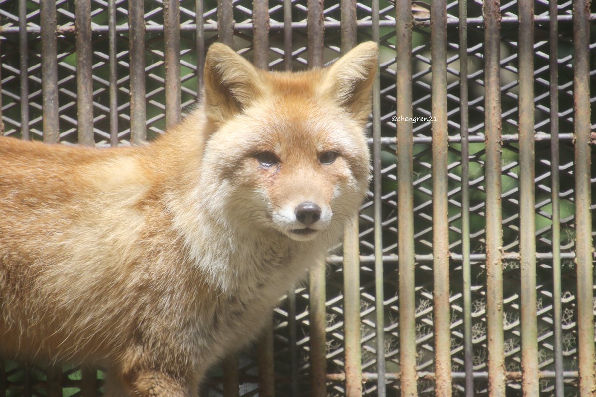 chengren21's tweet photo. 隅っこが好きなコンタくんと小屋の上が好きなゴンタくん #とくしま動物園 #ホンドギツネ https://t.co/s2o3zVsudL