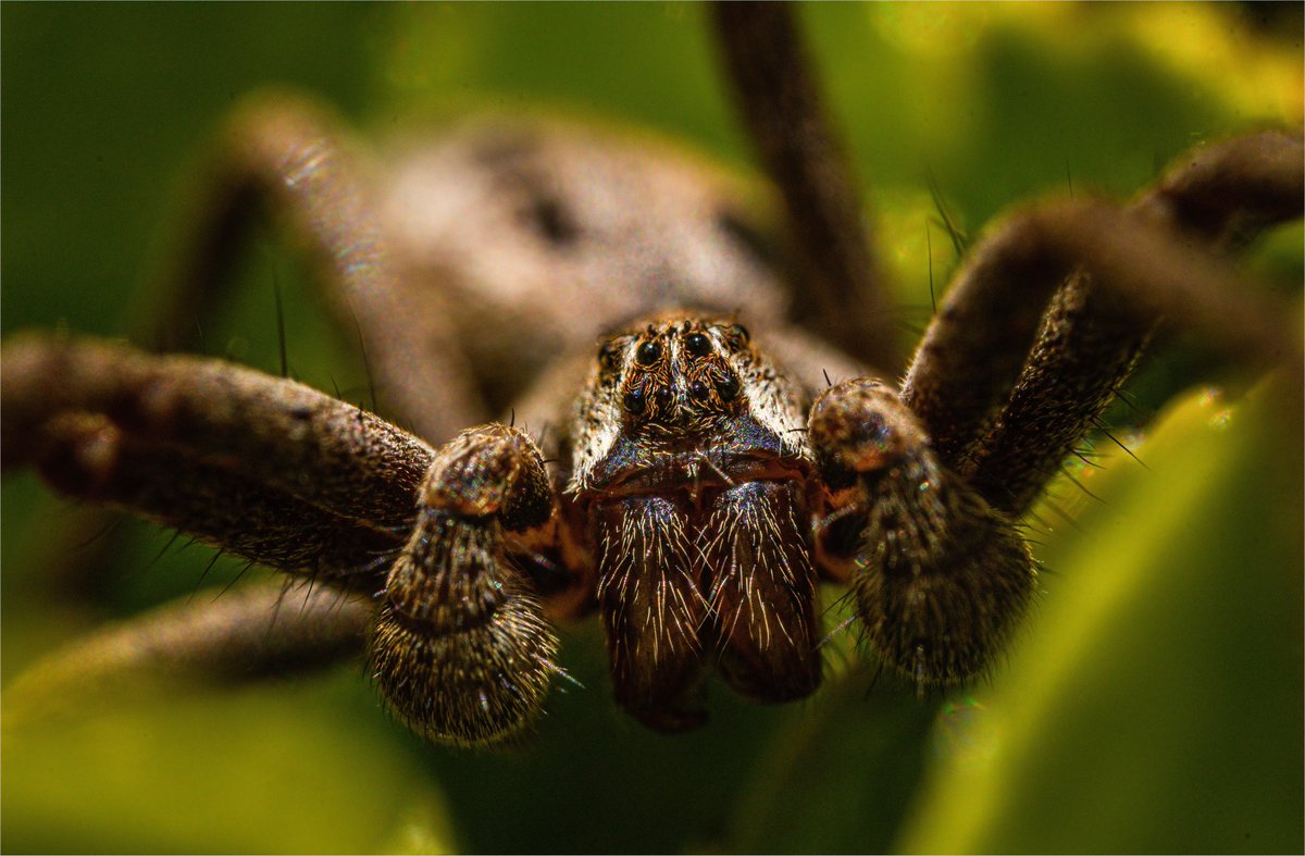 Just found this little beauty crawling through my undergrowth. I think it’s a Nursery web spider, Correct me if I’m wrong. #spider #closeup #macro #eyes #8leggedbstard #beautiful #cornwall #perranporth