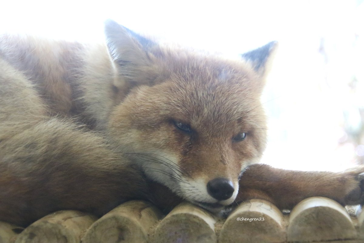 chengren21's tweet photo. 隅っこが好きなコンタくんと小屋の上が好きなゴンタくん #とくしま動物園 #ホンドギツネ https://t.co/s2o3zVsudL