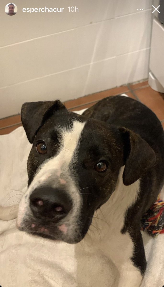 helenadegreas's tweet photo. Meu filho encontrou essa pitbull lindinha perdida na Av. Faria Lima. Estamos procurando o dono. Por hoje, veterinário e beauty day. https://t.co/QZAemTcjoi