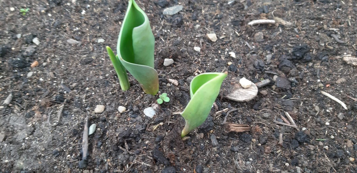 STEMstbrendans's tweet photo. Science Living Things our school garden https://t.co/MCL0mqAVh6