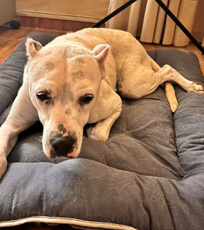 SosAbuelos1's tweet photo. #JAÉN
#GHADA es una abuelita de 9 años que desde hace poquito se encuentra en una casa de acogida donde poco a poco se está terminando de recuperar.
Ahora, nos estamos dando cuenta de cuán maltratada ha sido… Ghada apenas se mueve de su cama, solo para comer y las salidas (por la noche) a la calle se convierten para ella, en algo horrible… Pero no hay nada que el amor de una familia no pueda solucionar.
Es una niña especial. Súper buena con niños, gatos y perros.
Puede viajar.
adopcionestha@hotmail.com