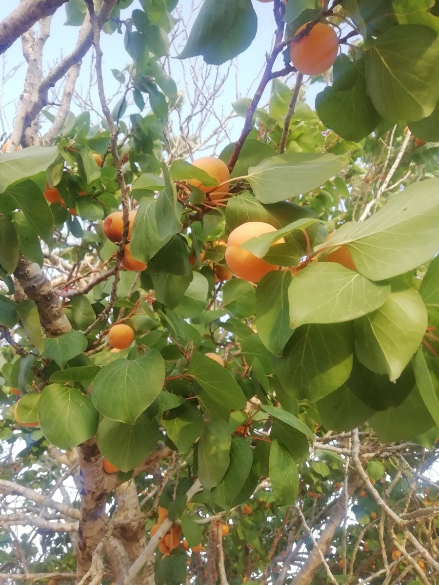 Dhanan Alnari (@alnaridhanan) on Twitter photo 