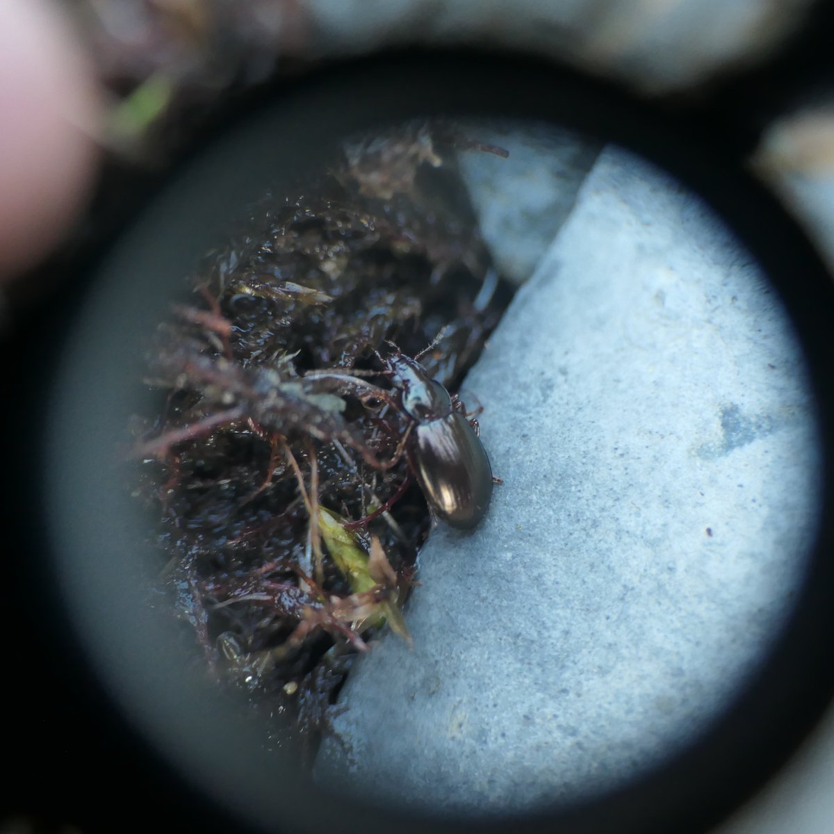 Check out our placement opportunity to work on invasive carabids on sub-antarctic islands at <a href="/DurBiol/">Durham BioSciences</a> !