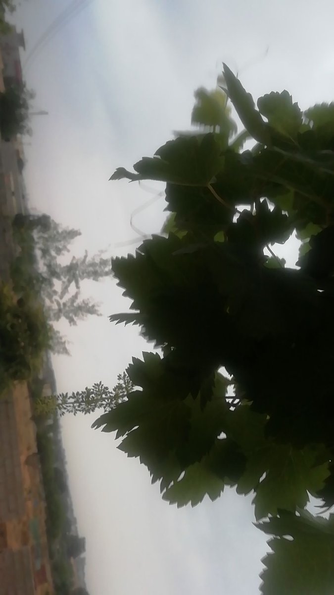 Dhanan Alnari (@alnaridhanan) on Twitter photo 