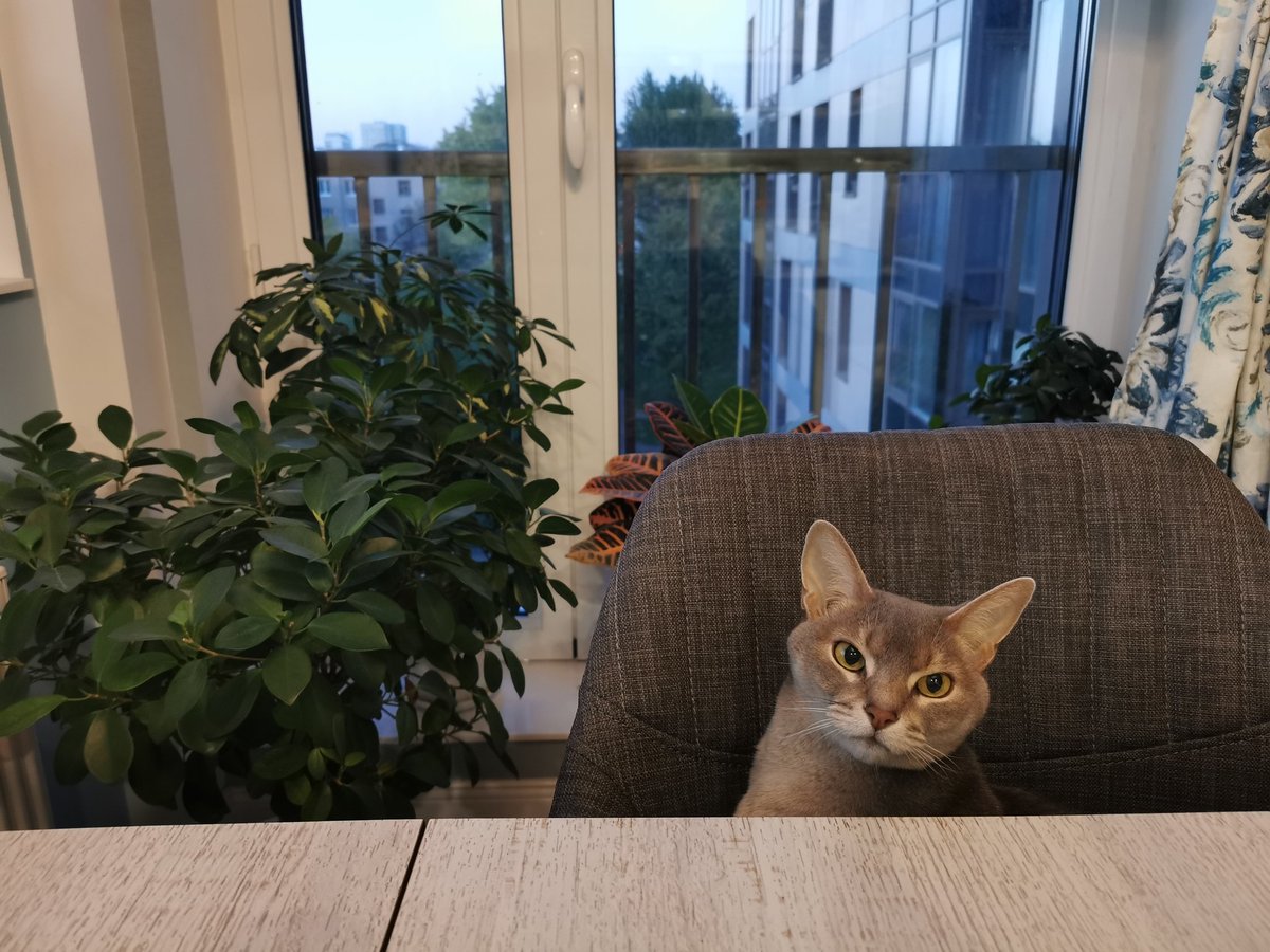 Калі вы бачыце гэты твіт, працытуйце яго з апошнім фота вашага гадаванца (чур не падманваць)