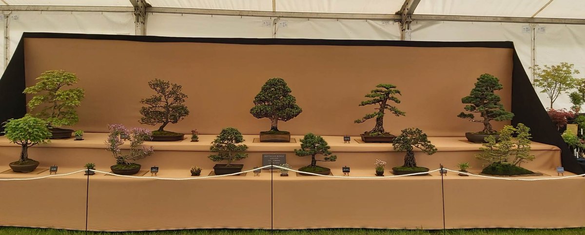 DRIFTWOODBONSAI's tweet photo. Gold Medal for Driftwood Bonsai at the RHS Malvern Spring Festival 2023 🥇

The first of many we hope 🤞, we've been holding back for a while until we felt the time was right and 2023 is the year 😊

#bonsai #rhsmalvernspringfestival #rhs #bonsaitrees #bonsailovers https://t.co/L0UOtBVVso
