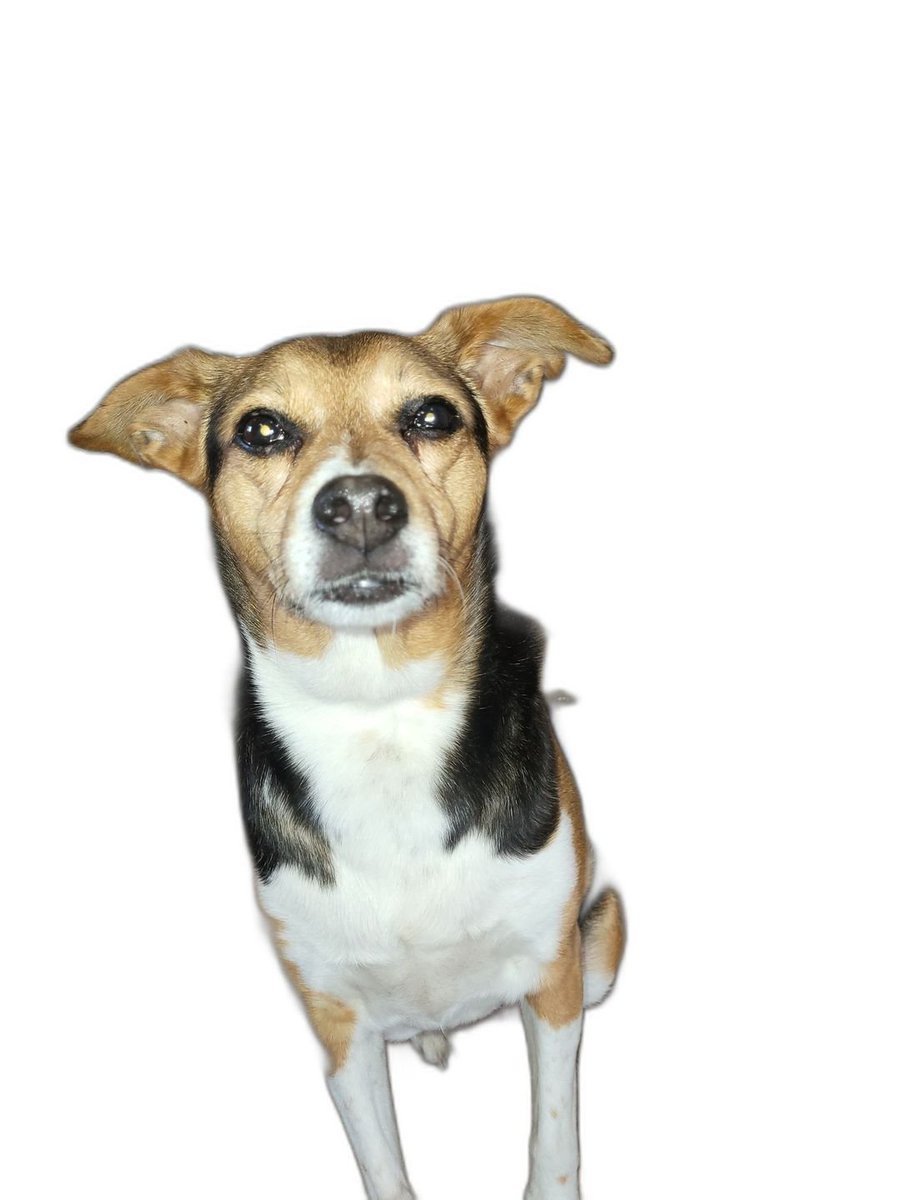 🦜️🔗 LangChain Developer tweet media