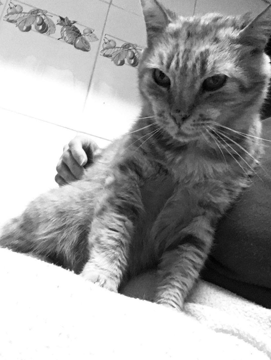 Cantabria Felina tweet media