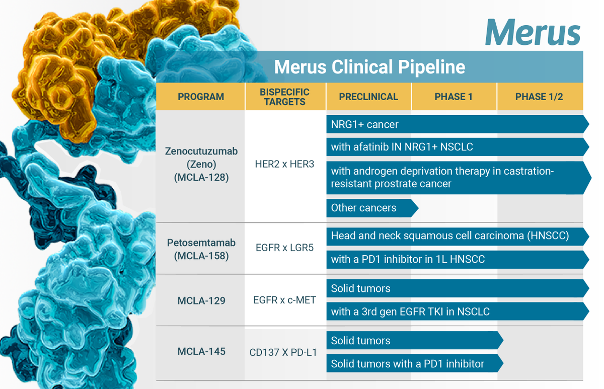 Merus has an established pipeline of multiple bispecific antibody therapeutic candidates developed from our Biclonics® platform with the potential for meaningful clinical activity in patients. #CloseInOnCancer #CancerResearchSavesLives