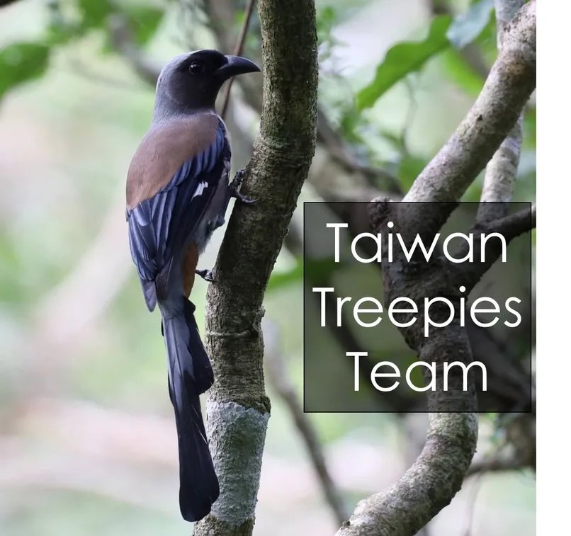 🇹🇼Global Birding Team @twbf1988 always have a fun time AND list some amazing birds to @Team_eBird
Fantastic supporters of all our events
Their team grows every year as they encourage more people to take part, protecting the natural world in Taiwan
@UKinTaiwan 
#BIRDSUNITEOURWORLD