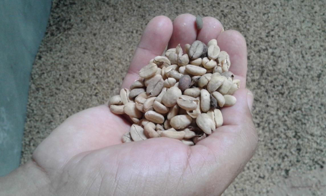 Learn how the Haitian Revolution Sparked the Growth of the Cuban Coffee Industry. Join us on Thursday, May 18th for a special screening of KAFÈ NEGRO directed by Mario Delatour and an all-day musical event at <a href="/gablescinema/">Coral Gables Art Cinema</a>   conta.cc/3BA5wBT
conta.cc/42NPeAy