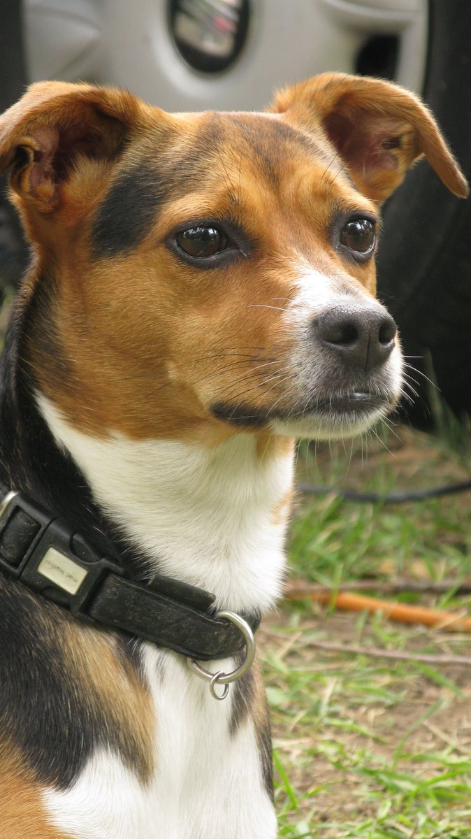 🦜️🔗 LangChain Developer tweet media