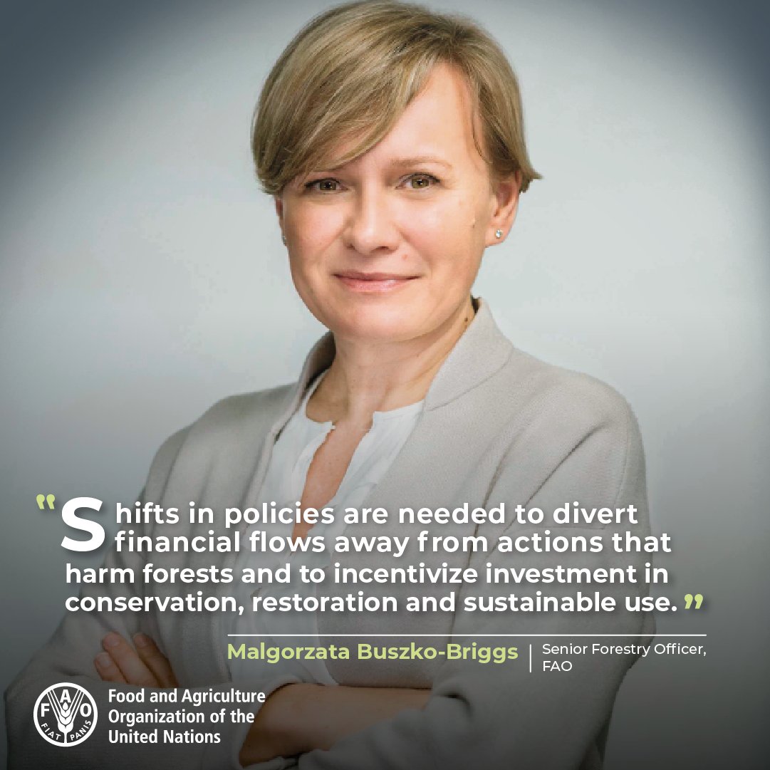 'Shifts in policies are needed to divert financial flows away from actions that harm forests and to incentivize investment in conservation, restoration and sustainable use,' @FAO’s @malgobriggs tells #UNFF18

#SOFO2022 #UNForests

@FAONewYork