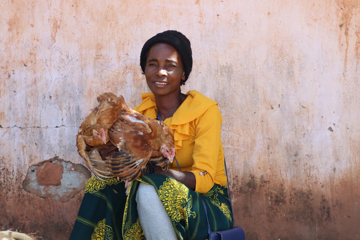 WorldVisionZamo's tweet photo. Early this morning, @WorldVisionZamo, through the #Small #Livestock #Enterprise #Promotion project (#SLEPP), distributed 3,000 improved village #Chickens to 150 households in Choompa, Pemba, to promote better chicken breeds, increase #income, and improve #nutrition.
#Livelihoods https://t.co/NIHe36Ai7M
