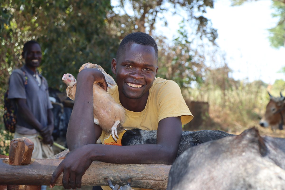 WorldVisionZamo's tweet photo. Early this morning, @WorldVisionZamo, through the #Small #Livestock #Enterprise #Promotion project (#SLEPP), distributed 3,000 improved village #Chickens to 150 households in Choompa, Pemba, to promote better chicken breeds, increase #income, and improve #nutrition.
#Livelihoods https://t.co/NIHe36Ai7M